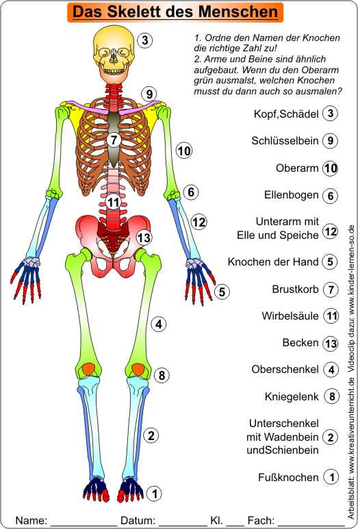 Die_Knochen_des_Menschen-Klasse3-4-Ls.